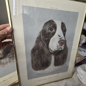 English Springer Spaniel 1974 Dog Print Signed By Glenna Hartmann 137/400