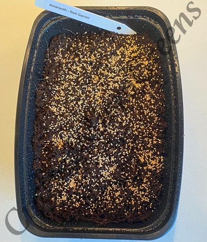 AMARANTH - RED GARNET 1500+ Seeds UNTREATED NON-GMO Sprouting SEEDs - Picture 6 of 12
