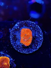 TNTcoral Rainbow Riptide Rush Chalice-WYSIWYG-Frag-Live Coral-LPS-SPS-ZOA