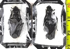 Carabidae, Cypholoba macilenta macilenta 2 females A1, C. Namibia