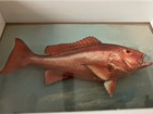 2- 1950 Fish Postcards In New Shadow Boxes — photo 2
