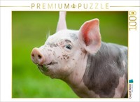 Calvendo Puzzle Pig | 1000 Pieces, Finished Size 25.2 × 18.9 In (64 × 48 Cm) | P