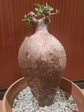 Pachypodium bispinosum XXL, nice huge caudex, plant, succulent, houseplant