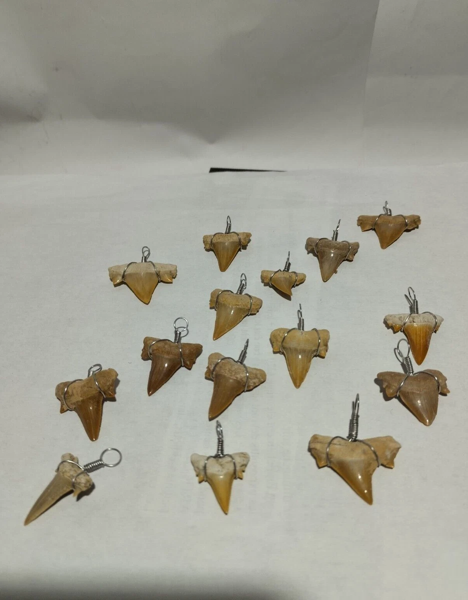 Collier pendentif dent de requin fossile ( 014