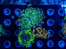 CKL Ultra Branching Hammer Frag Pack#1 WYSIWYG Live Coral LPS