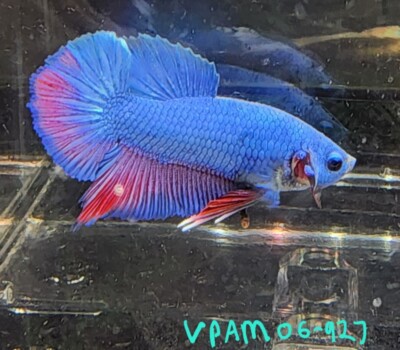 Male HMPK blue Dragonscale Live Betta