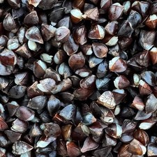 Premium Buckwheat, stabilised (shelf life), 2kg, carp fishing particle 5.25 per kilo