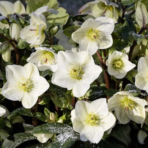 Hellebore Ice N Roses White Snow Rose