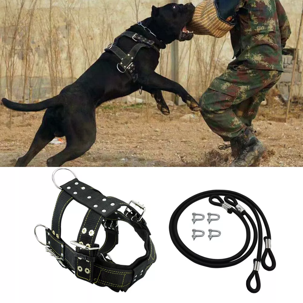 Pitbull vest clearance