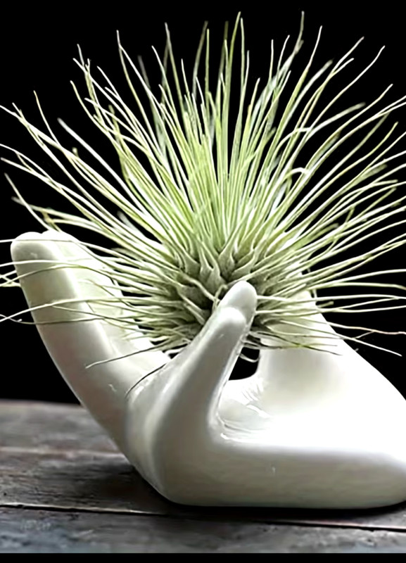 Mini Ceramic Hand, Many Decorative Uses including Air Plants 