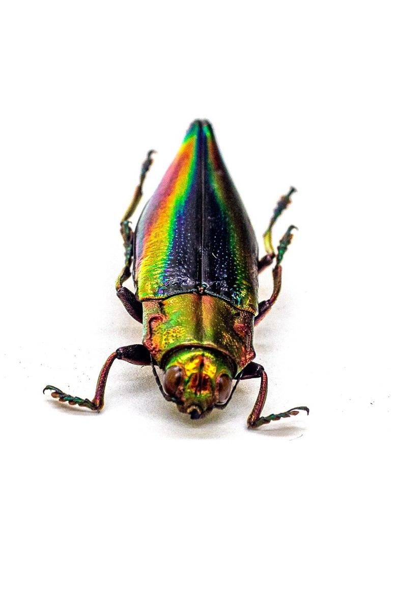Buprestidae - Rainbow Jewel Beetle - Cyphogastra javanica