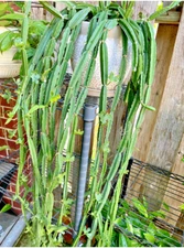 VEDLT GRAPE 'CUCUMBER CACTUS' CISSUS QUADRANGULARIS Succulent in 4" pot