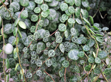 String of Turtles – Live Plant in 2.5" Pot– Easy