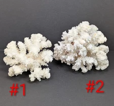 Natural Coral Fossil Brown Stem Cluster White (2) 5.5"x6" 3"x6" Sea Ocean Beach