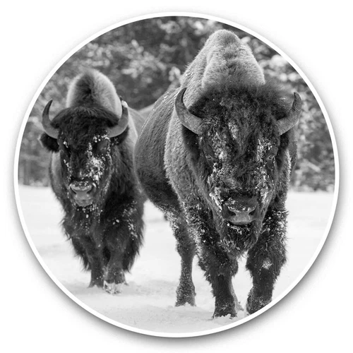 2 x Vinyl Stickers 20cm (bw) - Winter American Bison Herd  #36480