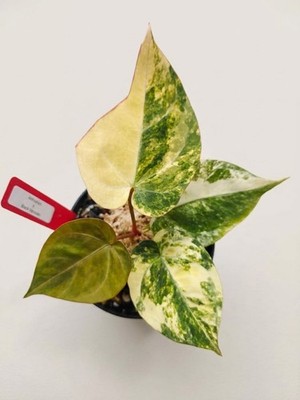 Anthurium Black Venom x Dressleri Variegated Rare Variegated Anthurium Hybrid