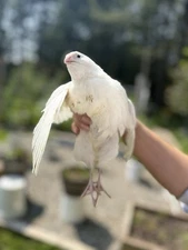 15 + Extra Hatching Quail Eggs - Fertile Wild Coturnix XXL Jumbo American White