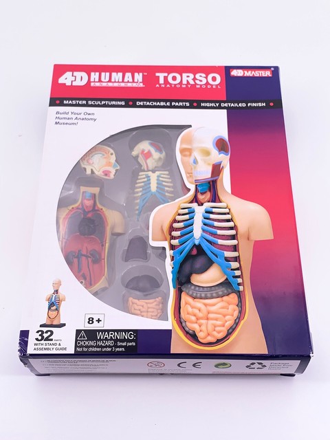 4D Vision Human Head Anatomy Model | eBay