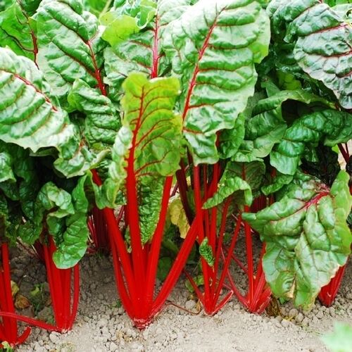 VEGETABLE - SWISS CHARD RHUBARB RED - 550 SEEDS - Beta Vulgaris - Zdjęcie 1 z 4