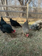 A Bunch Of Free Chickens All Healthy Just Running Out Of Space For All Of Them