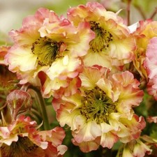 GEUM 'Pretticoats Peach' - Hardy Perennial Plant - ex 9cm