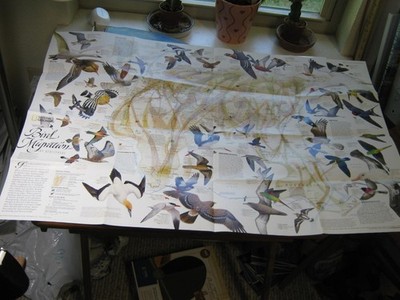 BIRD MIGRATION MAP EASTERN+ WESTERN HEMISPHERE National Geographic April 2004
