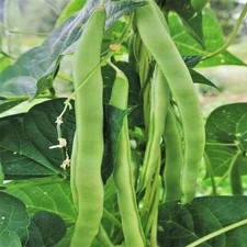 Lu Qing Romano Bean Pole Seeds - For 2026 Planting Non-GMO Stringless Light