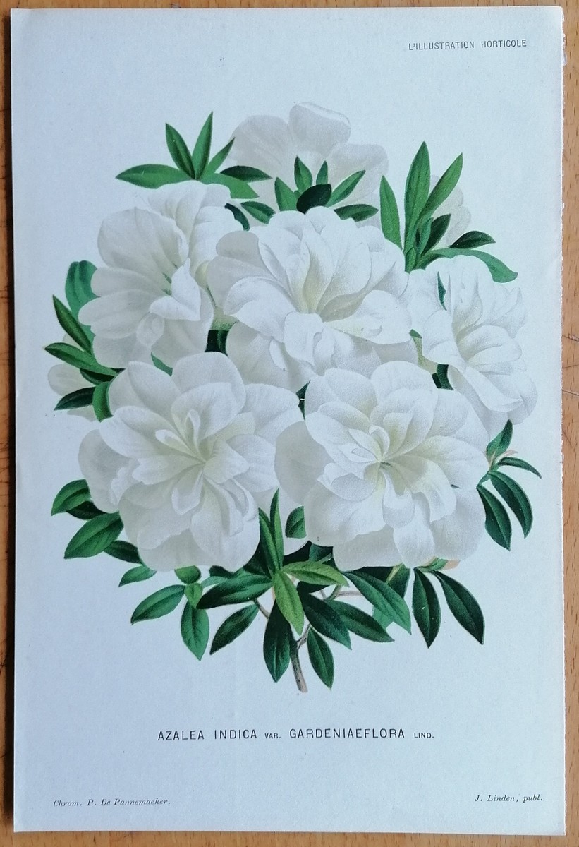 BOTANICAL ART 【import品】 Hibbertia | Original Botanical Art – Carmen Hui Art