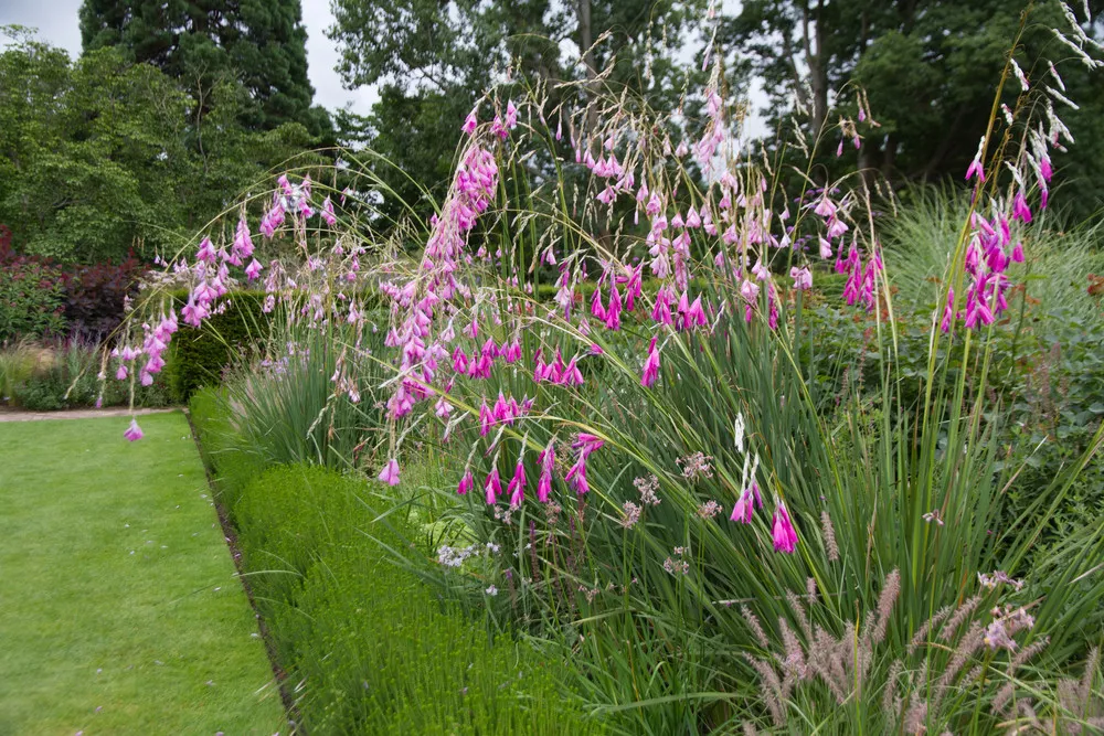 Dierama pulcherrimum - Angel's Fishing Rod - X 20 SEEDS - Hardy Perennial