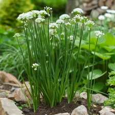 Chives Seeds, Garlic Chives, Non-GMO, High Yield, Easy to Grow, Free Shipping