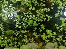 HANDFUL OF DUCKWEED indoor grown - SUPER EASY Freshwater Aquatic Live Plants 