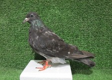 Grey Pigeon Taxidermy Bird Mount