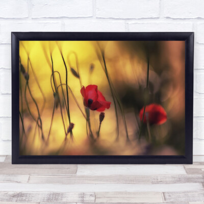 Mohnblumen Blume Mohn rot Blumen Wiese Bokeh Romantik Wandbild Kunstdruck