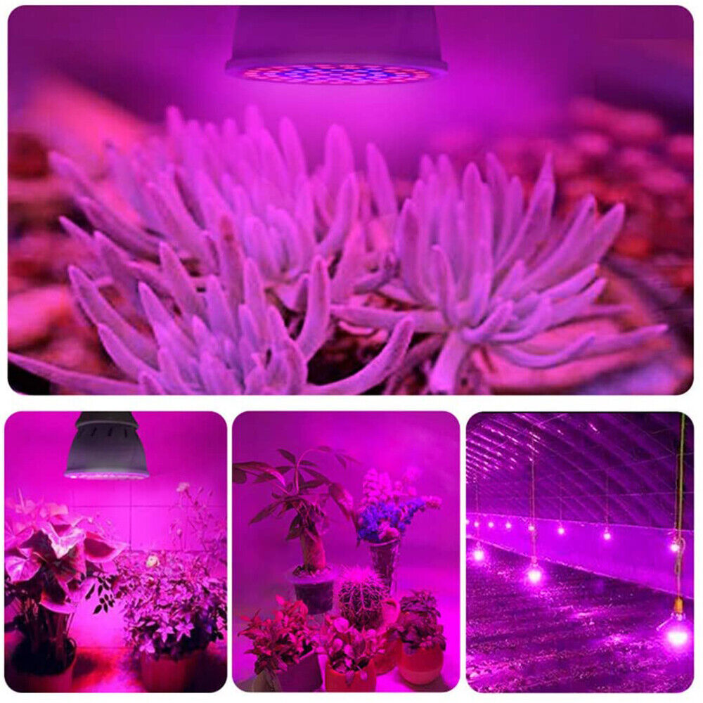 Rot Blau LED Pflanzenlampe Vollspektrum Pflanze Glühbirne E27/E14/GU10/MR16/B22