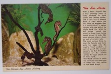 Florida Postcard Mid 1900s Rare Sea Horse History