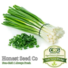 Evergreen White Bunching Onion Seeds | Non-GMO | Heirloom | Fresh Garden Seeds