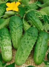 100 Seeds cucumber Allianz F1 Bejo Zaden Netherlands gherkin семена огурец