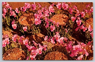 Hawaii Postcard Hawaiian Vanda Orchids True Hawaiian Orchid Wild Big Island USA