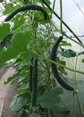 USA 200 Chinese Snake Curved Cucumber seeds; non-GMO Heirloom Free