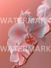 Digital Photo Image Pink Orchid Flower Picture Art Wallpaper Desktop