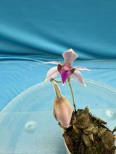 Ancistrochilus rothschildianus  Grande  X Sib Pink Purple Orchid Species 2.5  Pt