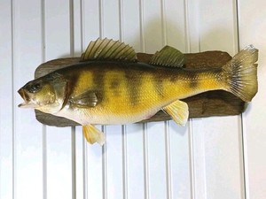 13.5" JUMBO Yellow Perch Fish Taxidermy Professionally Mounted on Driftwood VTG