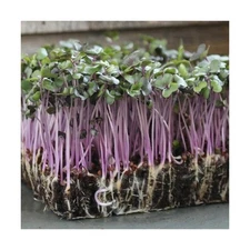 Cabbage Seeds for Sprouting Microgreens – Heirloom, Non-GMO Seeds to Plant