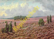 Lüneburger Heide AK  Blühende Heide Künstler AnsichtskarteBernhard de Bruycker