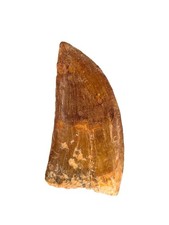 6.5cm Carcharodontosaurus Tooth Fossil – 100% Natural Authentic Dinosaur Toot
