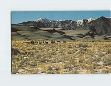 Postcard Mule Deer Great Sand Dunes National Monument Colorado USA