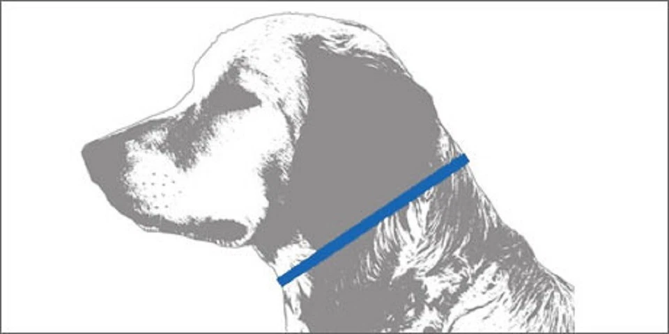 Collar de perro Purple Haze - Colección East Side Cachorro Cachemira 4 tamaños Foto 2 de 2