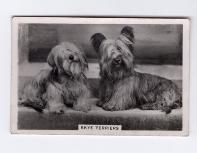 Dogs Cigarette Card 1939 #36 Skye Terriers