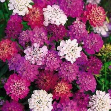 Candytuft DWARF FAIRY MIX Groundcover Heirloom Pollinators Non-GMO 1000 Seeds!