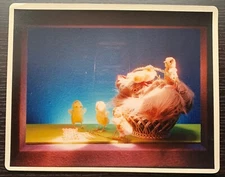 1970 REAL COLOR PHOTO FORTUNOFF DISPLAY WINDOW JEWELRY MINI DUCK CHICKS BASKET